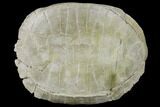 Fossil Tortoise (Testudo) - South Dakota #115065-1